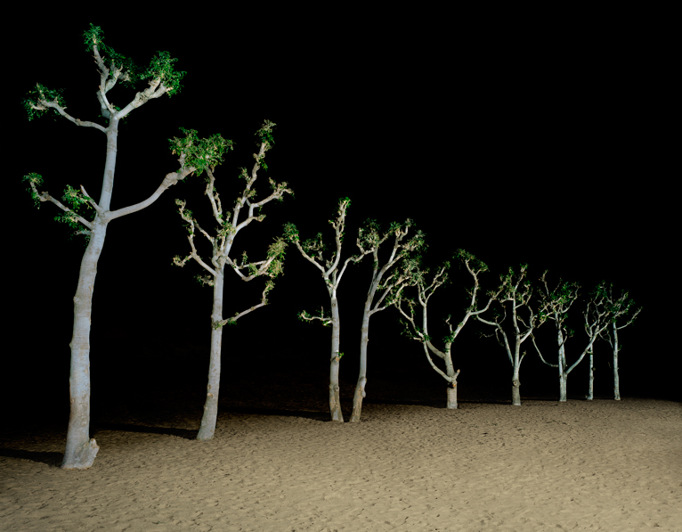 trees-at-night-ver2